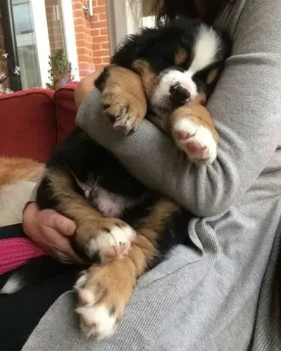 Filhotes de Bernese | Um encontro que muda o dia.