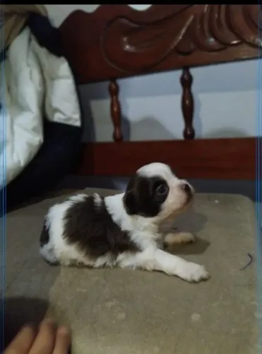 Shihtzu macho
