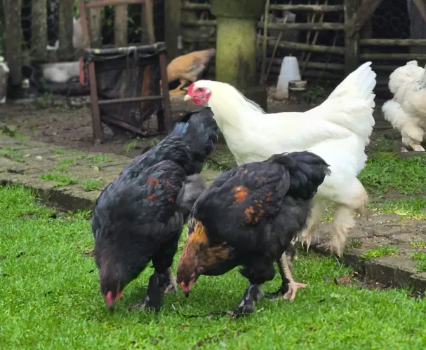 Frango brahma 