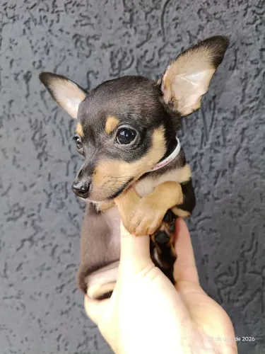 Pinscher fêmea 