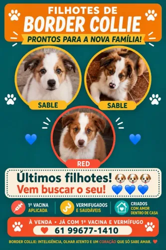 Filhotes de Border Collie prontos para o novo lar!
