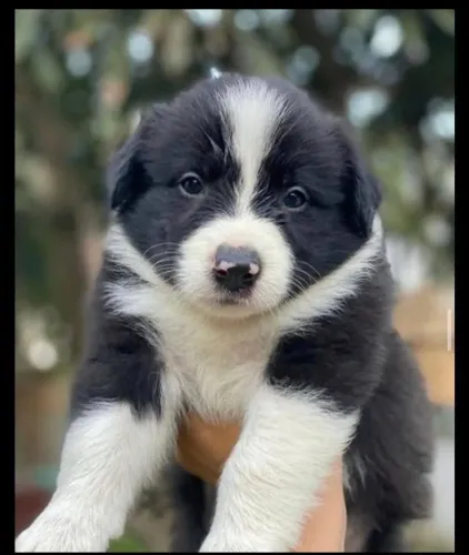 Border Collie preto e branco 