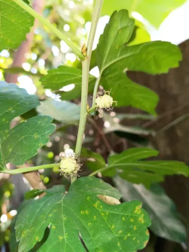 Mudas de galhos de pé de Amora para vaso casa e jardim