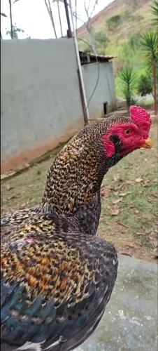 Galo índio carijó barbudo