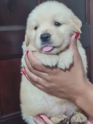 Golden -Cães com perfil ativo e amigável