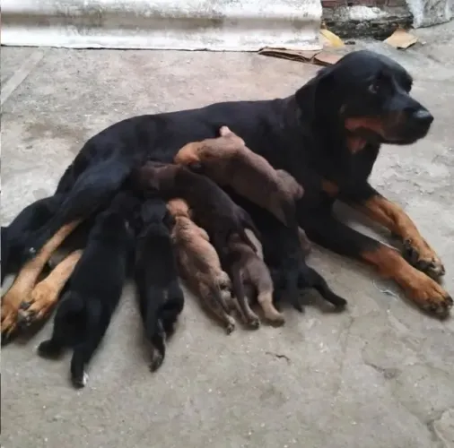 rottweiler x labrador