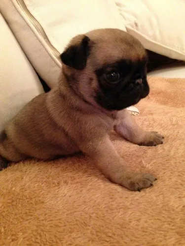 Pug O filhote que combina com novos começos