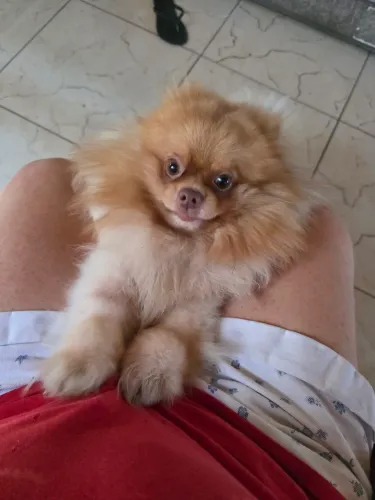 Vendo meu spitz alemão