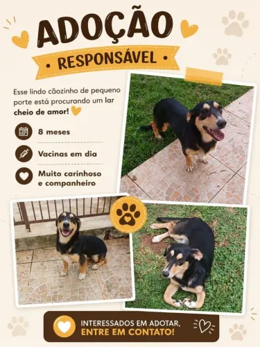 Adoção de cachorro