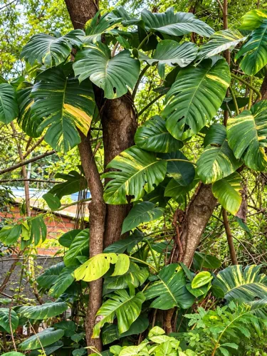 Jiboia gigante ?