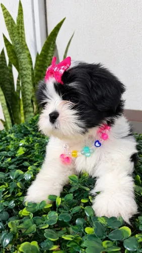Shih tzu fêmeas mini - perfeitas