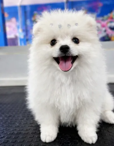 Lulu da Pomerânia / Spitz Alemão - Fêmea 3 Meses - Vacinada, Vermifugada e Microchipada