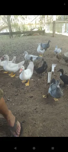 Patos