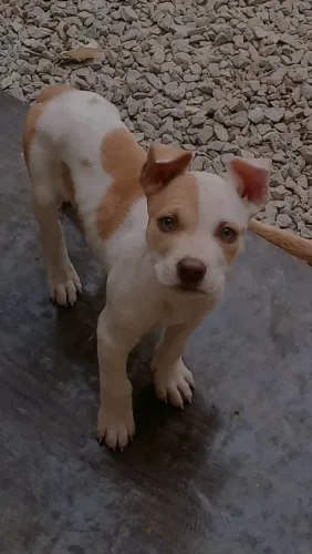 Estou doando filhotes de Pitbull