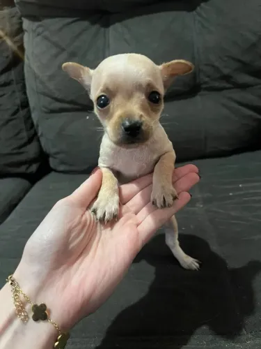 Pinscher n 1 caramelo disponível