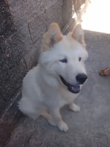Doa-se Chow Chow
