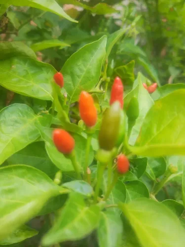 Hortaliça 