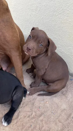 vende-se filhote de pitbull 