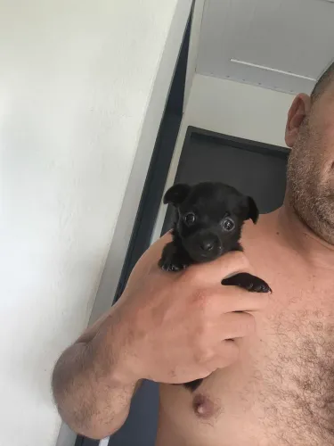 Cachorro