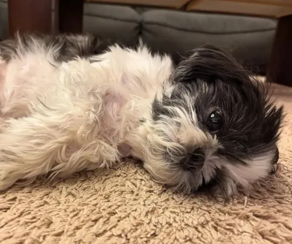 Filhote shih tzu, Filhotes que vão fazer você se apaixonar!