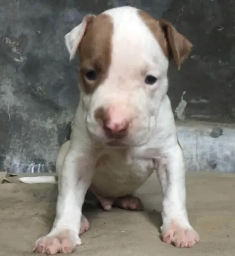 Pitbull Presença que cria proximidade