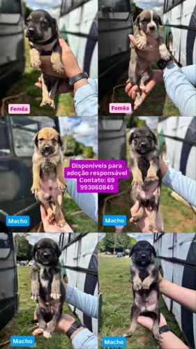 Cachorros
