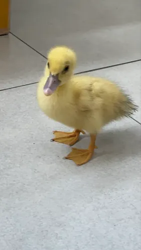 Pato filhote