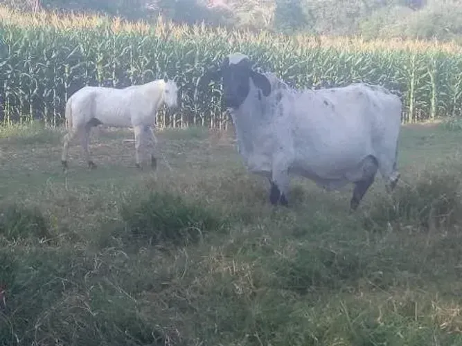 FAZENDINHAS MAQUINÉ, pertinho do asfalto e prontas p construir