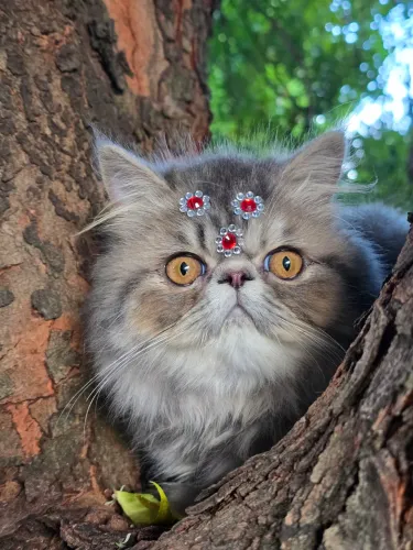 Gato persa disponíveis, trabalhamos com todas raças raças de gatos e cães entrega grátis