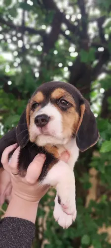 13 polegadas Beagle Filhotes Pedigree Vacinados Garantias