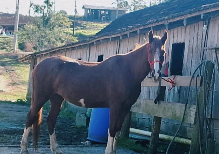 Égua mangalarga paulista