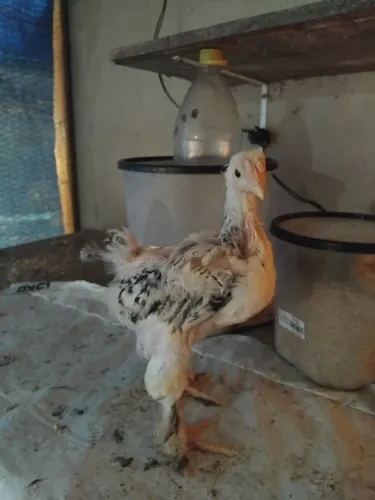Pintinhos Brhama com Pesadão