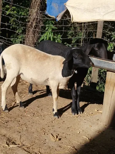 Vende-se duas ovelhas fêmeas com cerca de 1 ano