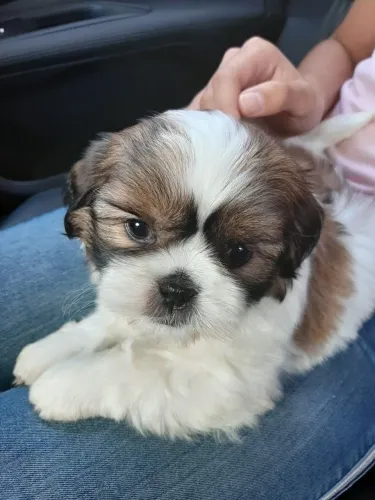 Super lindinho filhote de Lhasa macho