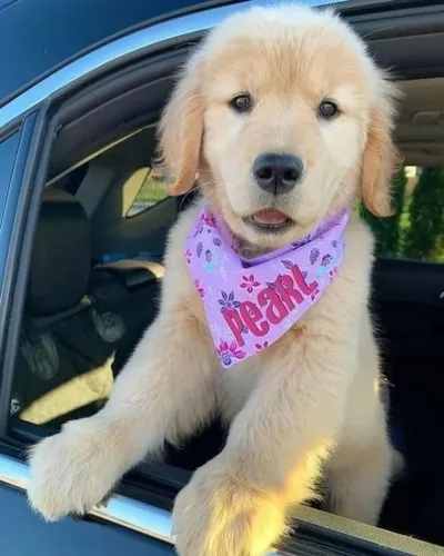 Filhotes de Golden Retriever | Muito carisma.
