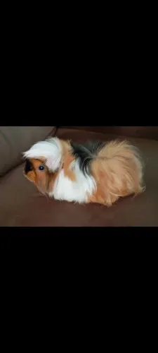 Peruano
