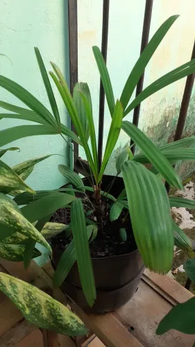 Vendo uma Palmeira rafira