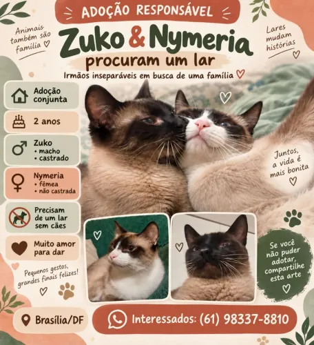 Casal de gatinhos para adoção responsável