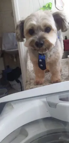 Banho e Tosa a domicílio 