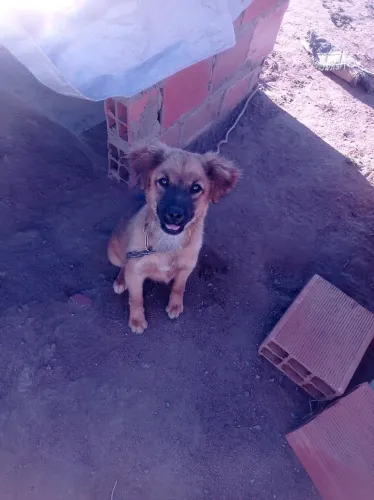 Doação de Cachorro