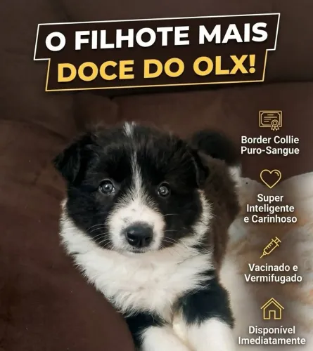 Lindos Filhotes de Border Collie Macho & Fêmea Bicolores!!!