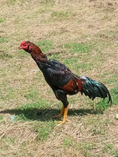 Vendo um frango índio com 10 meses, de ótima qualidade!