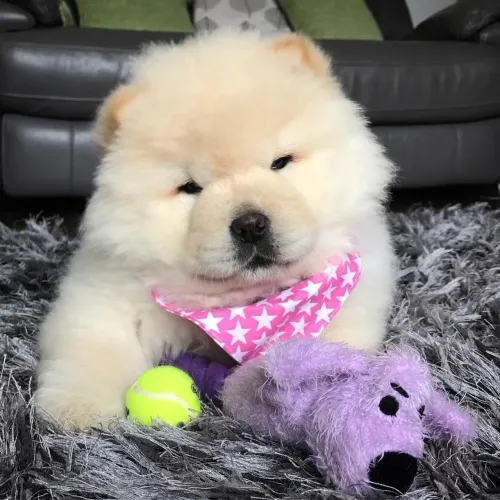 Chowchow Seu próximo sorriso pode vir com patinhas