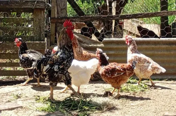 1 galo e 5 galinhas da raça GSB sertanejo balão puro 