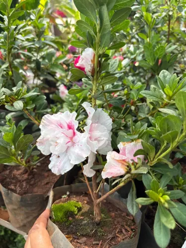 Mini azaleia