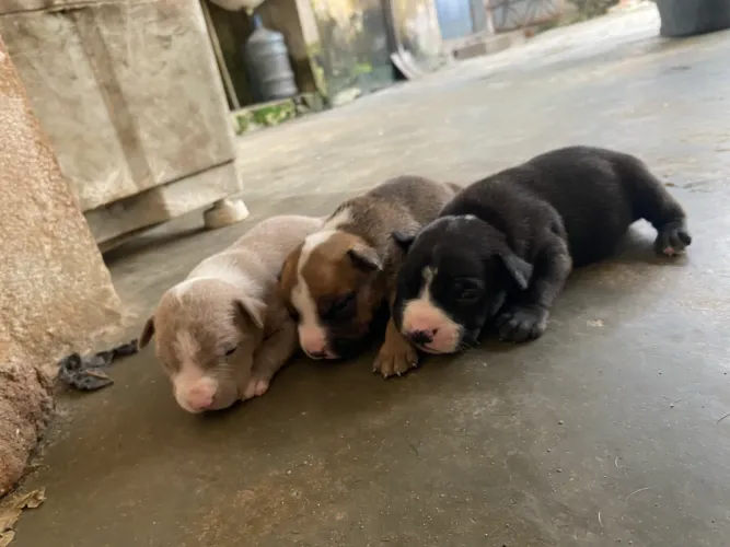 Filhotes de pitbull