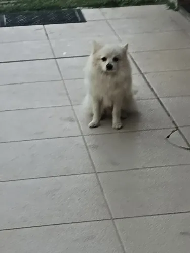 Lulu da pomerana Spitz 