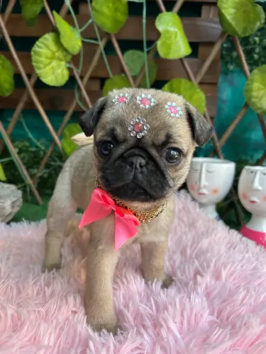 Pug Padrão Pequeno