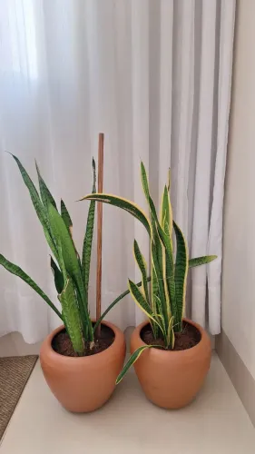 2 Vasos com plantas 