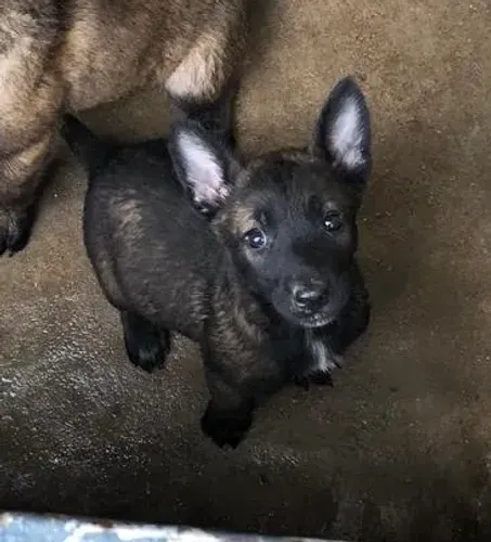 Vende-se filhote FÊMEA CARVOADA DE PASTOR BELGA MALINOIS